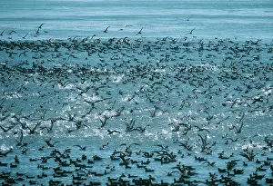 Shearwater: Sooty Shearwaters