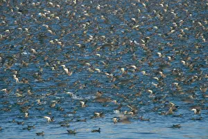 Shearwater: Sooty Shearwaters