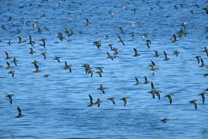 Shearwater: Sooty Shearwaters