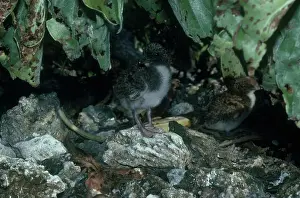 Fuscata: Sooty Tern Chicks