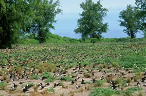 Gygis: Sooty Tern - colony on ground