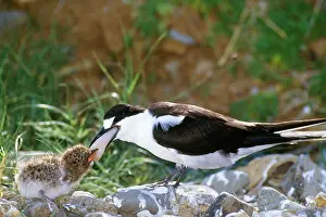 Regurgitating: Sooty Tern - feeding chick