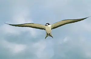 Gygis: Sooty TERN - in flight