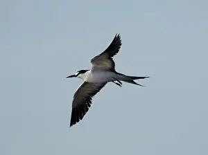 Sooty: Sooty Tern - in flight