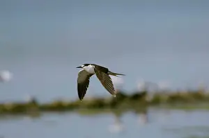Sooty: Sooty Tern - in flight