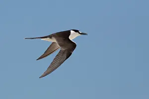 31517: Sooty Tern in flight Michaelmas Cay Great Barrier Ree