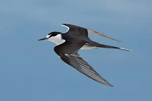 31517: Sooty Tern in flight Michaelmas Cay Great Barrier Ree