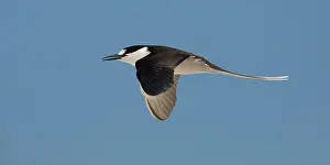 31517: Sooty Tern in flight Michaelmas Cay Great Barrier Ree