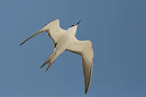 Terns: Sooty Tern in flight Michaelmas Cay Great Barrier Ree