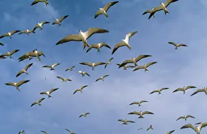 Gygis: Sooty TERN - flock in flight