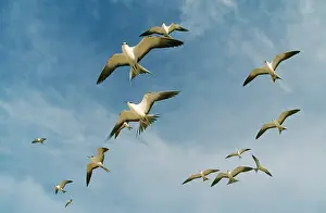 Gygis: Sooty TERN - flock in flight
