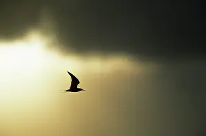 Sooty: Sooty Tern - Silhouetted against Stormy Sky at Dusk