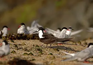 Sooty: Sooty Tern - stood with Arctic Terns