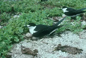 Terns: Sooty Terns with Eggs