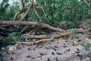 Terns: Sooty Terns Nesting Colony
