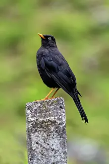 Jim Zipp: Sooty Thrush Turdus nigrescens