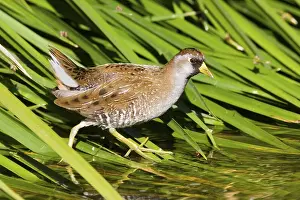 Reeds: Sora Porzana carolinensis Tucson