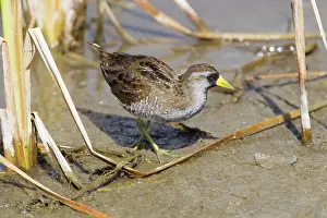 Porzana: Sora Rail