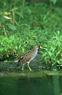 Porzana: Sora Rail