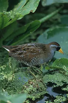 Porzana: Sora Rail