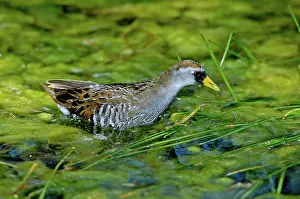 Porzana: Sora Rail Wading