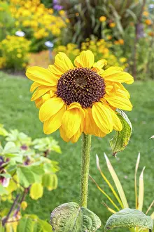 Cycle: Soraya Sunflower, Helianthus annuus Soraya, flower