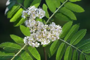 Sorbus: Sorbus / Rowan Tree with flowers