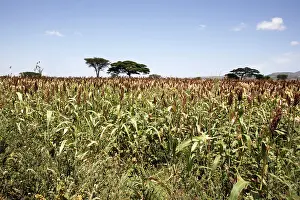Millet: Sorghum - crop