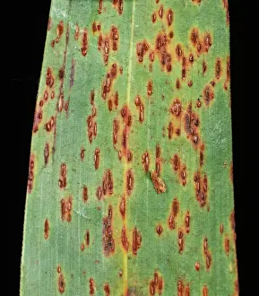 Vulgare: Sorghum rust (Puccinia sorghi) pustules