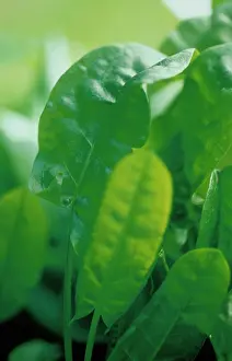 Acetosa: Sorrel