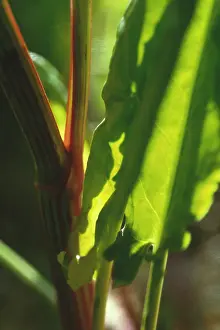Acetosa: Sorrel