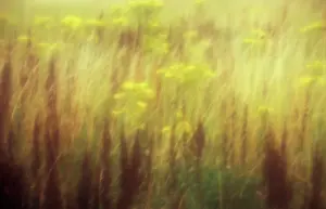 Senecio: Sorrel