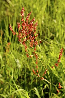 Sorrel: Sorrel