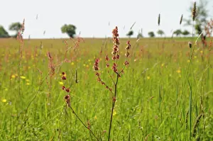Sorrel: Sorrel