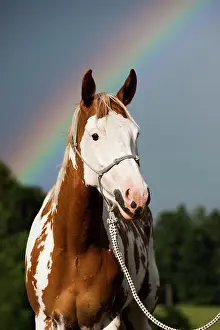 Rope: Sorrel Overo Paint Horse with rope holster against