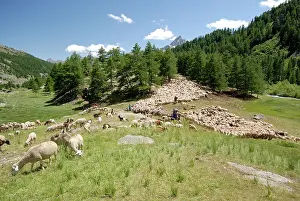 Larix: Sorting Sheep - High Clarse Alpes France