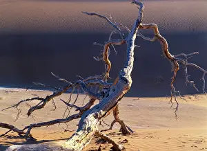 Camelthorns: Sossusvlei - dead camelthorn tree in dune