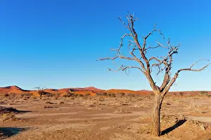 Namibian: Sossusvlei, Namib Desert, Namib-Naukluft