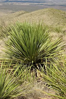 Desierto: Sotol