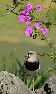 Plovers: Souhern Lapwing Caribbean and South America
