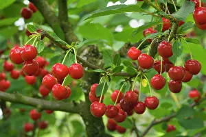 Sour: Sour Cherry - hanging on tree