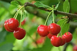 Sour: Sour Cherry - hanging on tree