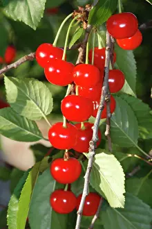 Cherries: Sour Cherry (Prunus cerasus) or Wild Cherry (Prunus avium)