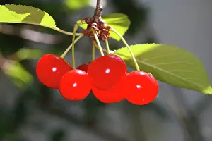 Cherries: Sour Cherry (Prunus cerasus) or Wild Cherry (Prunus avium)