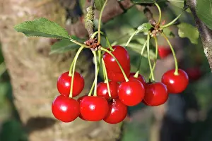 Cherries: Sour Cherry (Prunus cerasus) or Wild Cherry (Prunus avium)