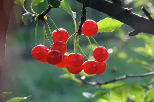 Cherries: Sour Cherry (Prunus cerasus) or Wild Cherry (Prunus avium)