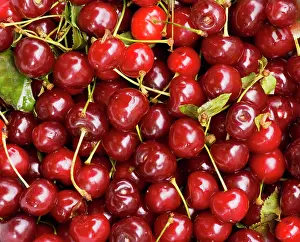 Sour: Sour / Morello Cherries