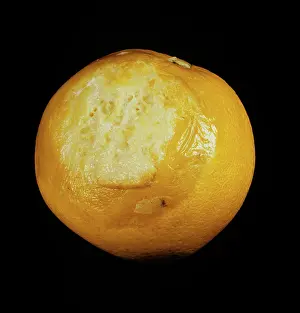 Rotting: Sour rot (Geotrichum candidum)