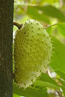Thorn: Soursop (Annona muricata)