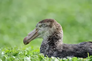 Macquarie: Soutern Giant Petrel